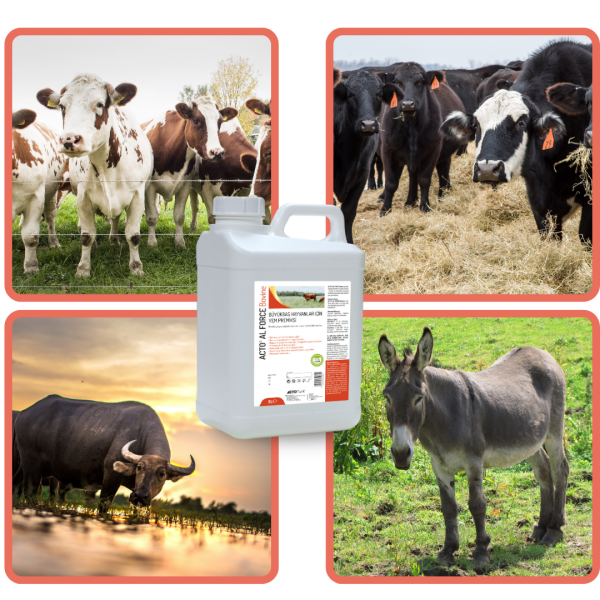 ACTO® AL FORCE BOVINE 5 Lt | Büyükbaş Hayvanlar için Sıvı Tamamlayıcı