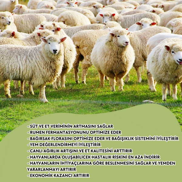 ACTO® AL FORCE OVINE 1 Litre