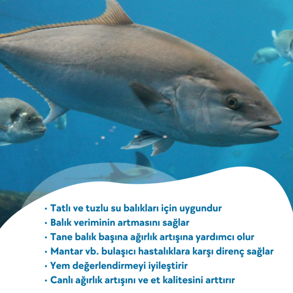 ACTO® AL FORCE FISH 1 Litre